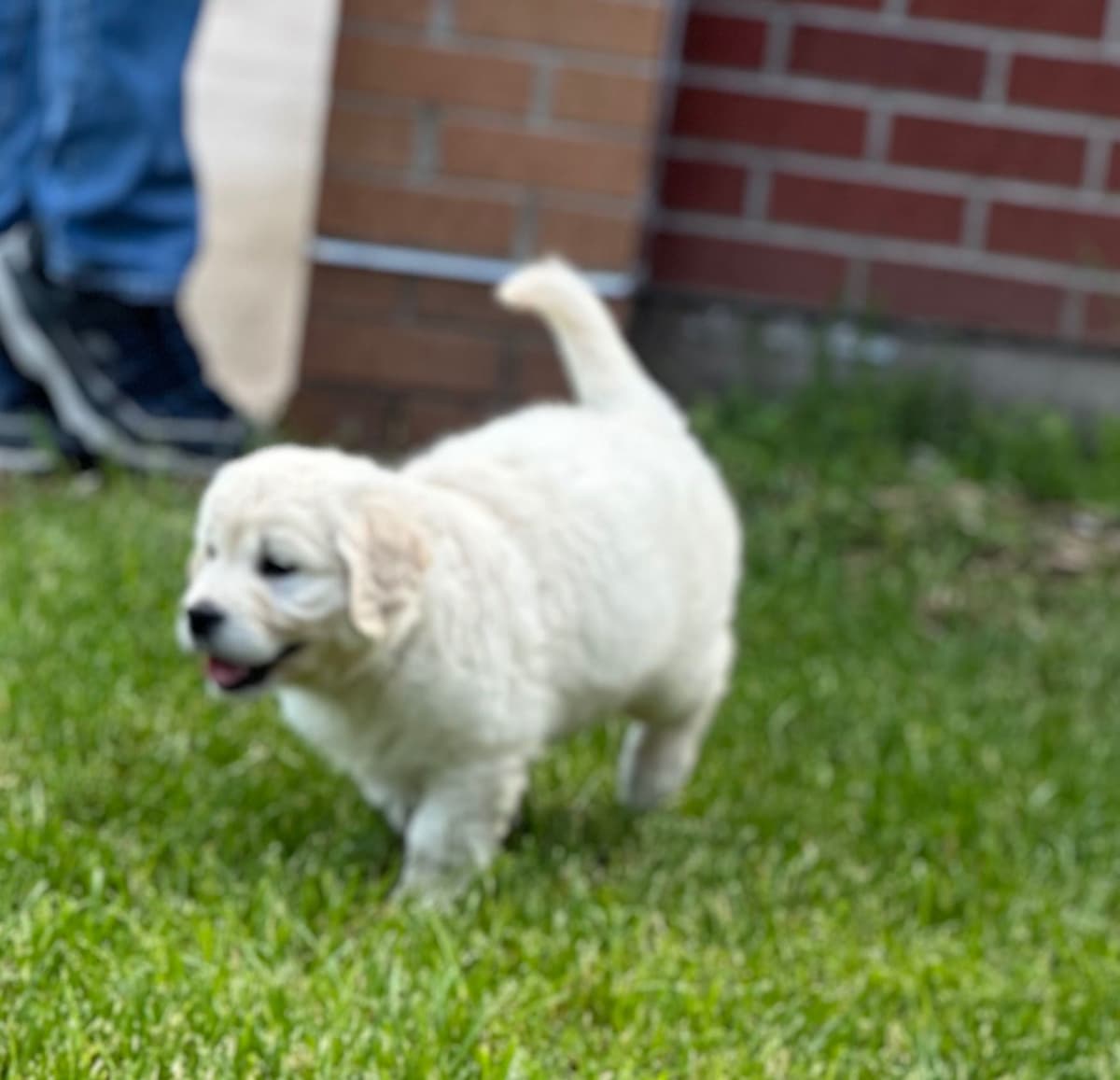 Golden Retriever Puppies breeder image 6