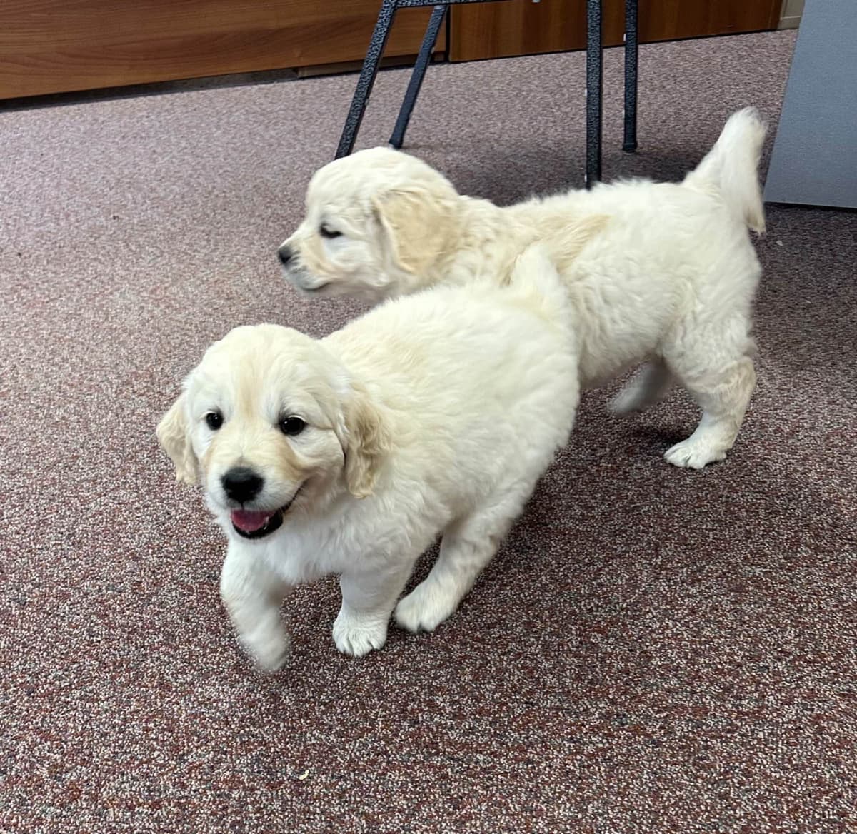 Golden Retriever Puppies breeder image 8