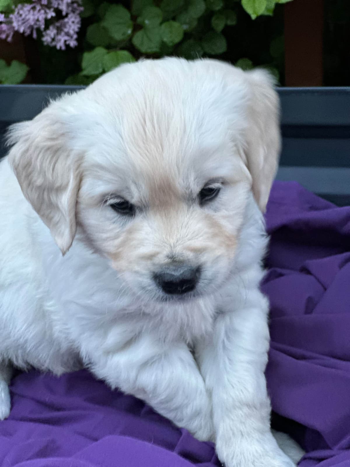Golden Retriever Puppies breeder image 9