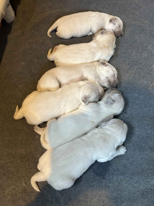 Golden Retriever Puppies media 2