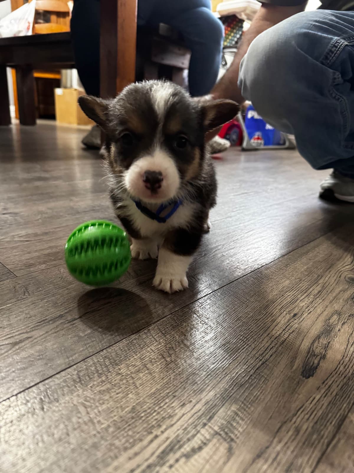 Pembroke Welsh Corgi Puppies breeder image 1