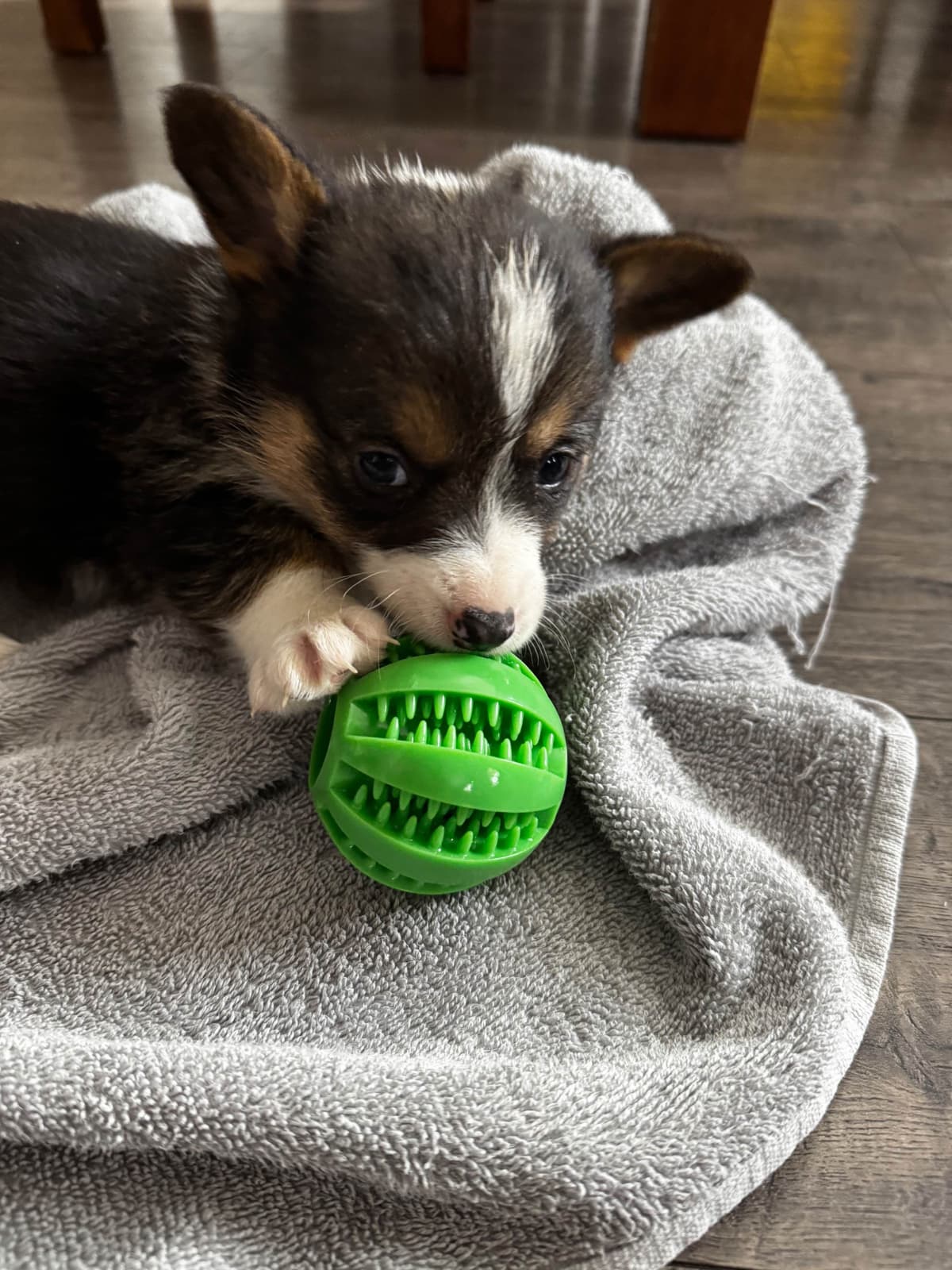 Pembroke Welsh Corgi Puppies breeder image 2