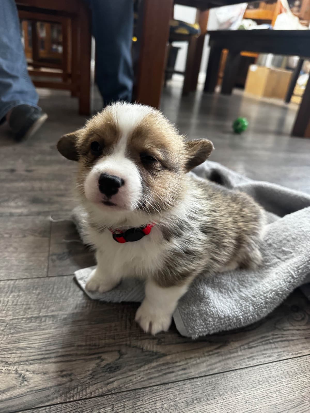 Pembroke Welsh Corgi Puppies breeder image 3