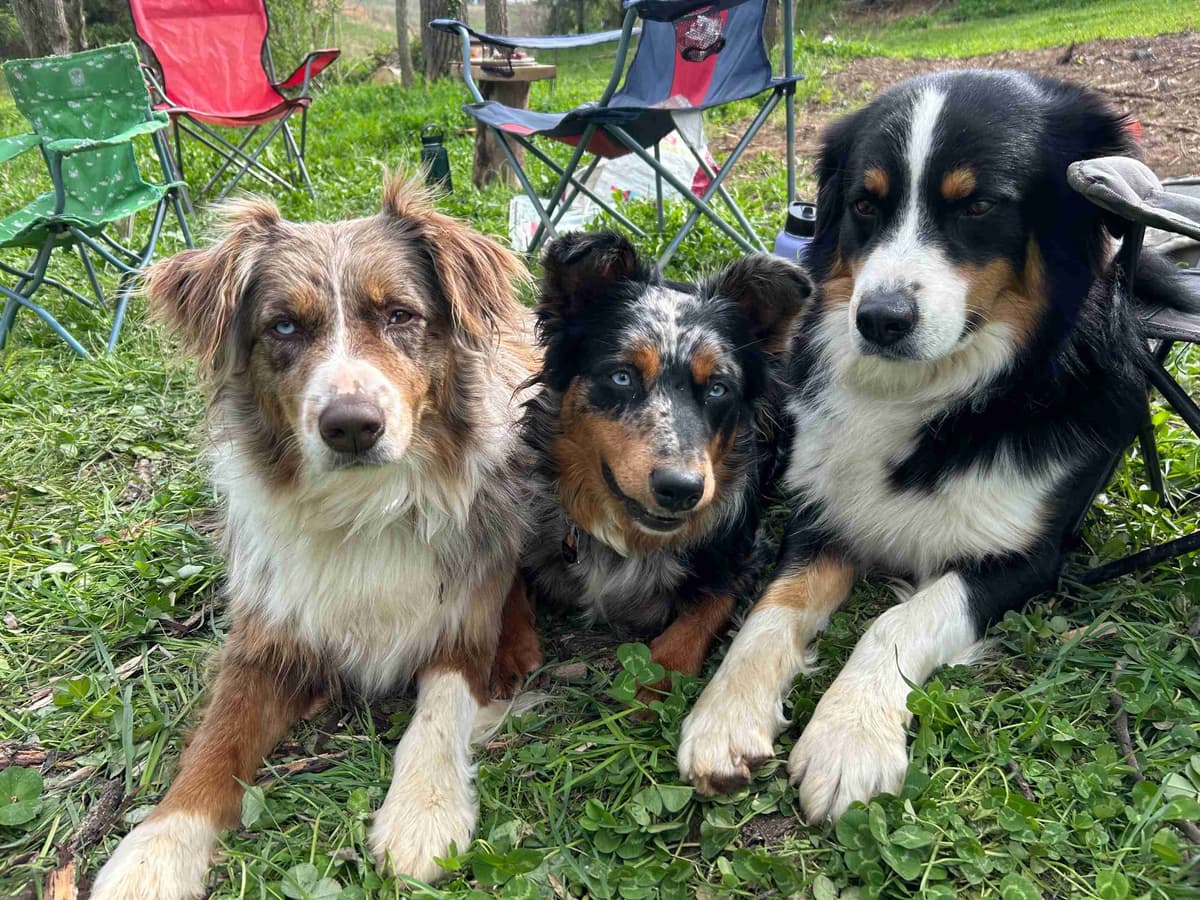 Australian Shepherd Puppies breeder image 1