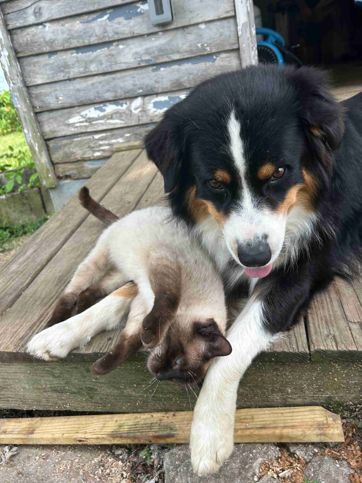 Australian Shepherd Puppies breeder image 5