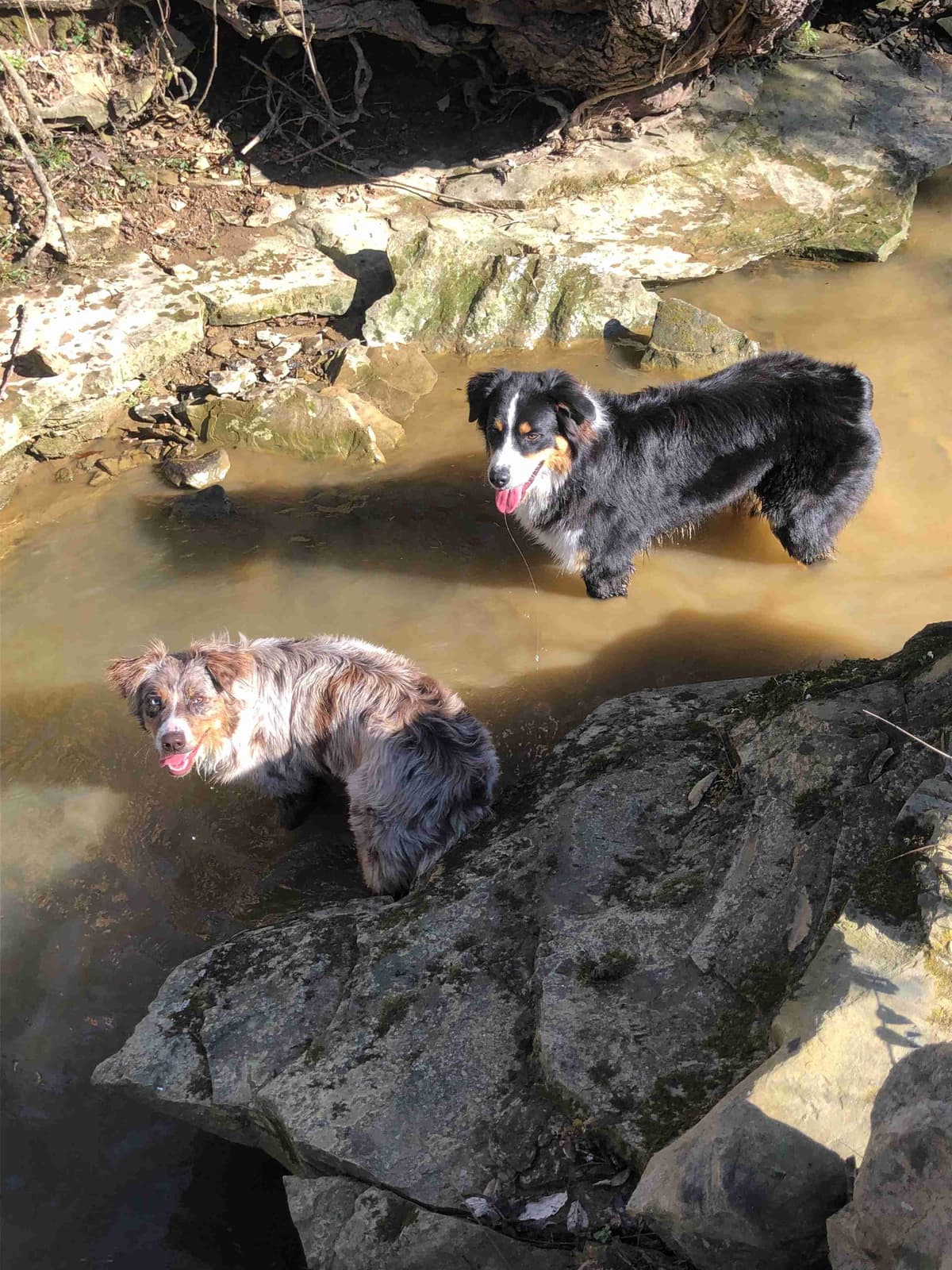 Australian Shepherd Puppies breeder image 6