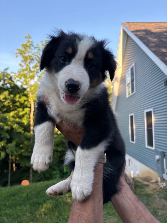 Australian Shepherd Puppies media 2