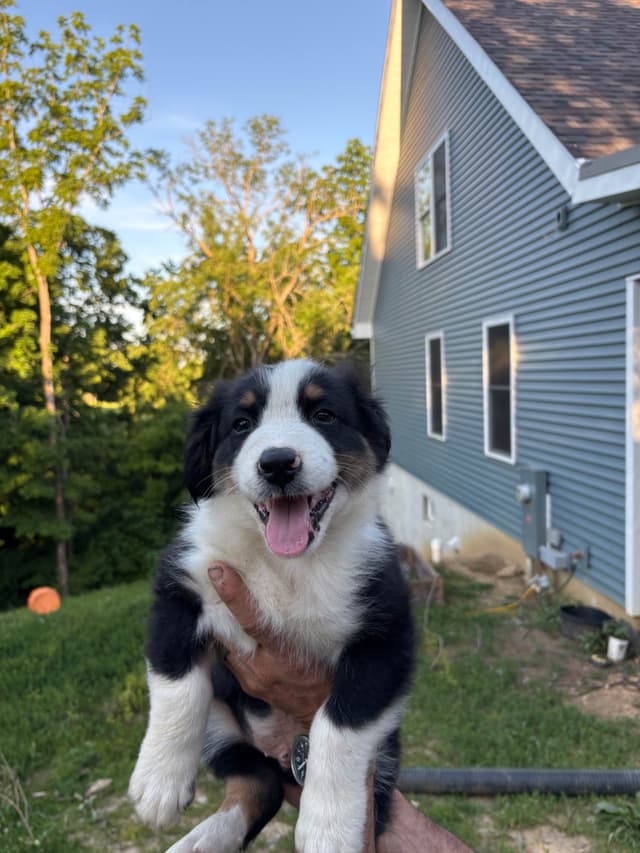 Australian Shepherd Puppies media 3