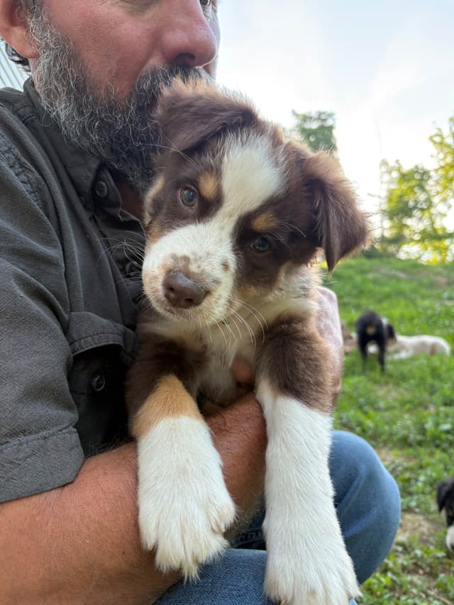 Australian Shepherd Puppies media 4