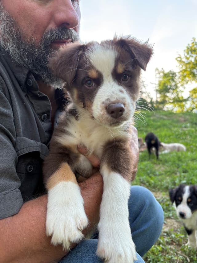 Australian Shepherd Puppies media 5