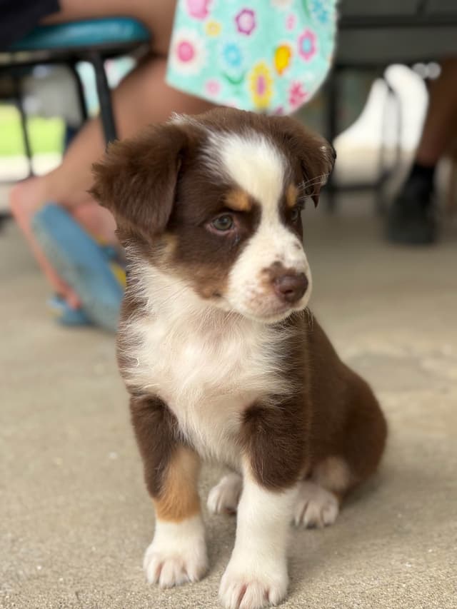 Australian Shepherd Puppies media 6
