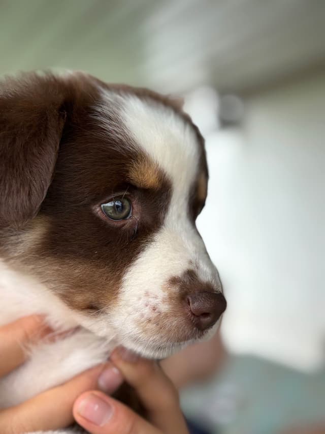 Australian Shepherd Puppies media 7