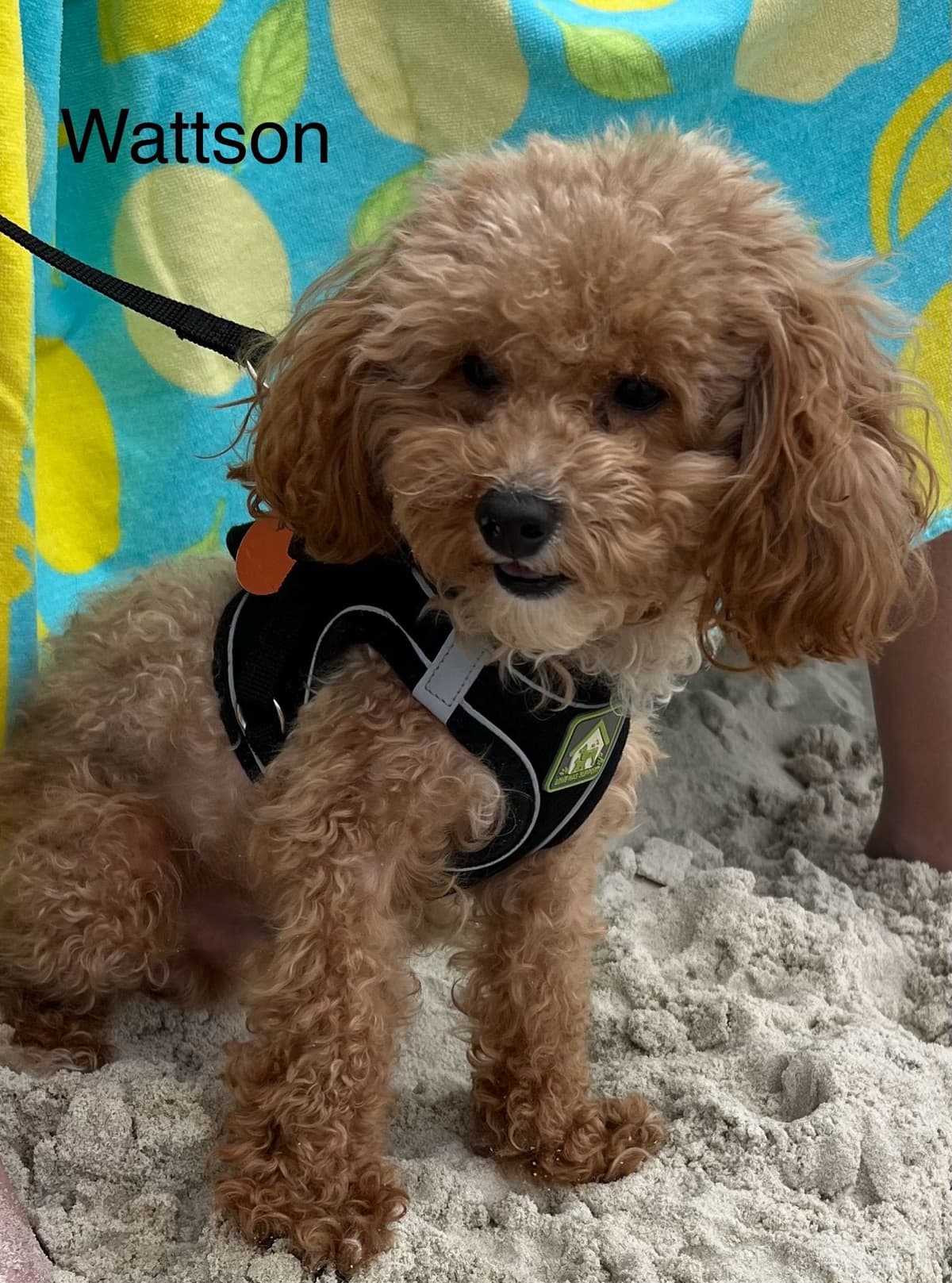 Poodle Puppies breeder image 1