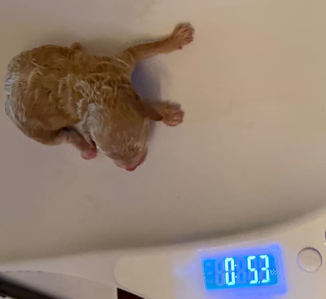 Poodle Puppies media 2