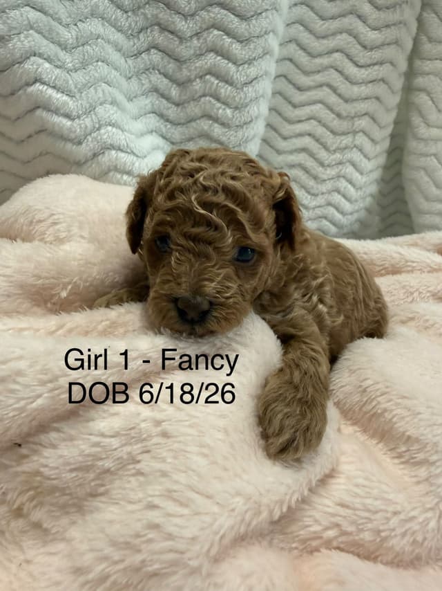 Poodle Puppies media 3