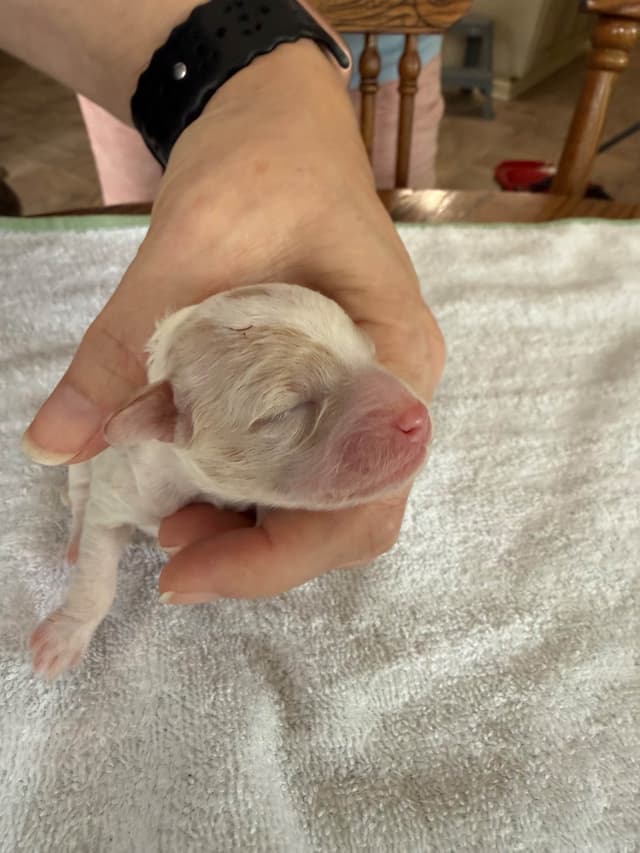 Poodle Puppies media 5