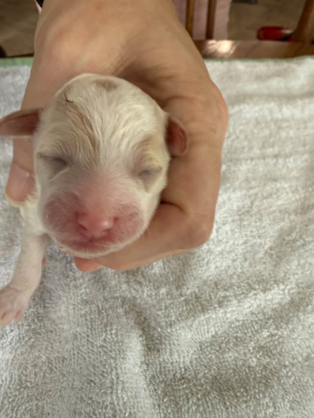 Poodle Puppies media 8