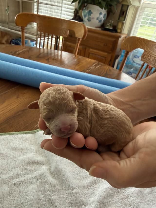 Poodle Puppies media 7