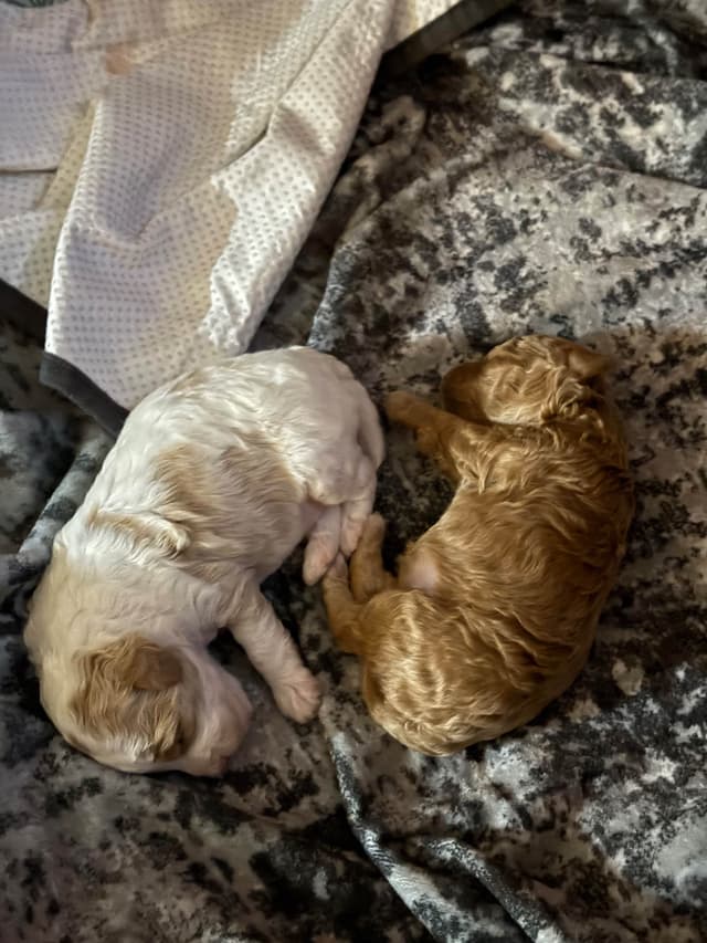 Poodle Puppies media 9
