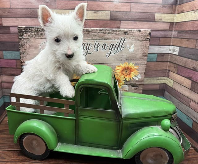 West Highland White Terrier Puppies media 2