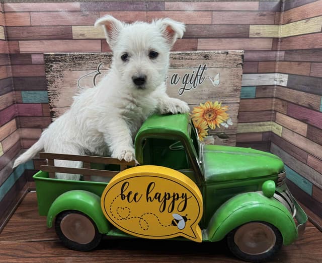 West Highland White Terrier Puppies media 3