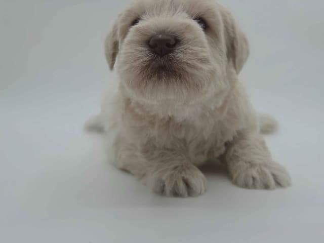 Miniature Schnauzer Puppies media 5