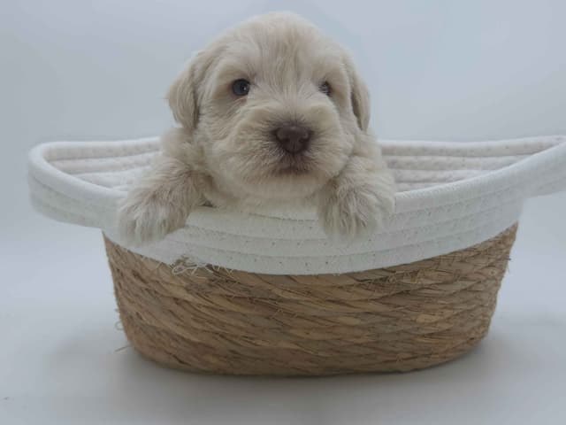 Miniature Schnauzer Puppies media 4