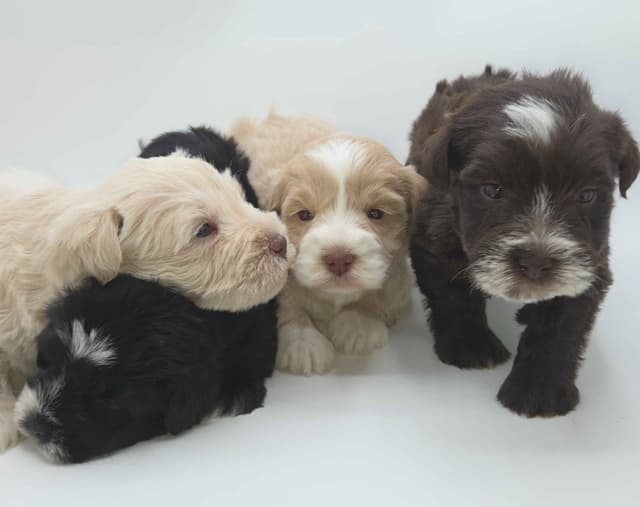 Miniature Schnauzer Puppies media 9