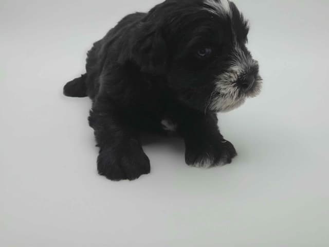 Miniature Schnauzer Puppies media 2