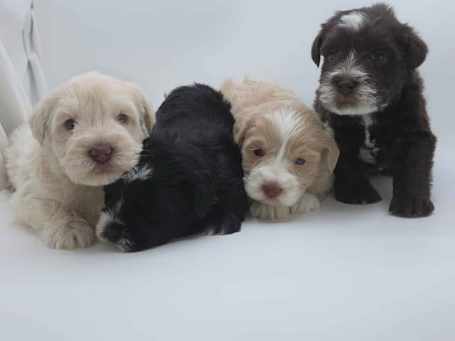 Miniature Schnauzer Puppies media 14