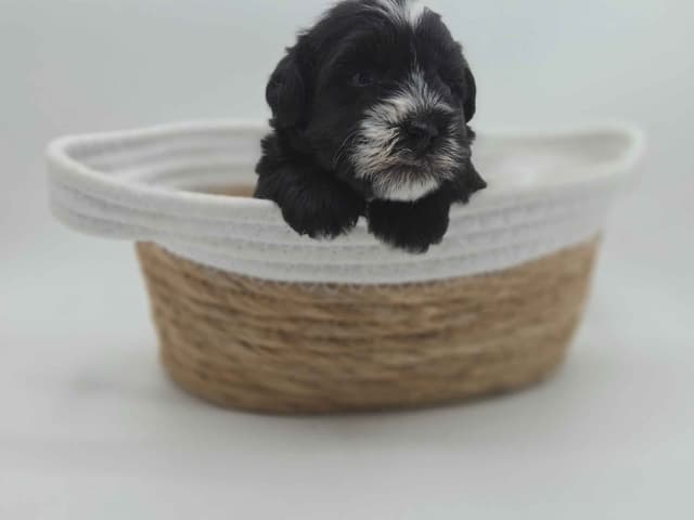 Miniature Schnauzer Puppies media 8