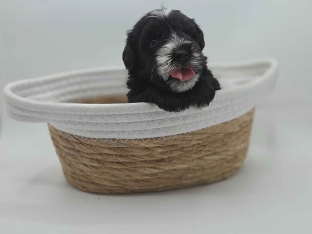 Miniature Schnauzer Puppies media 3