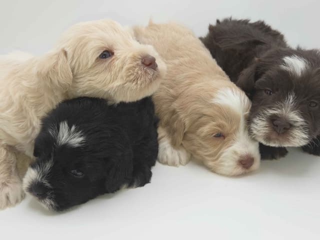 Miniature Schnauzer Puppies media 13