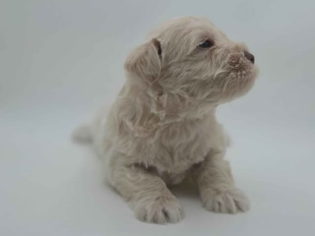 Miniature Schnauzer Puppies media 10