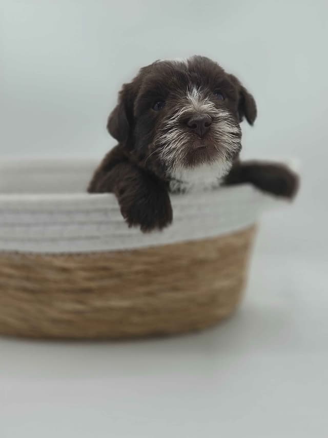 Miniature Schnauzer Puppies media 17