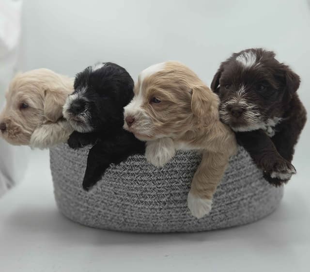 Miniature Schnauzer Puppies media 15