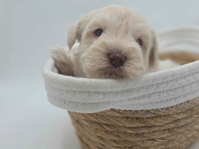Miniature Schnauzer Puppies media 11