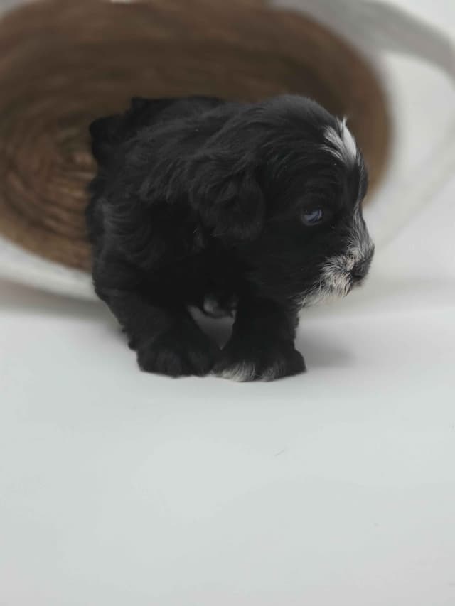 Miniature Schnauzer Puppies media 18