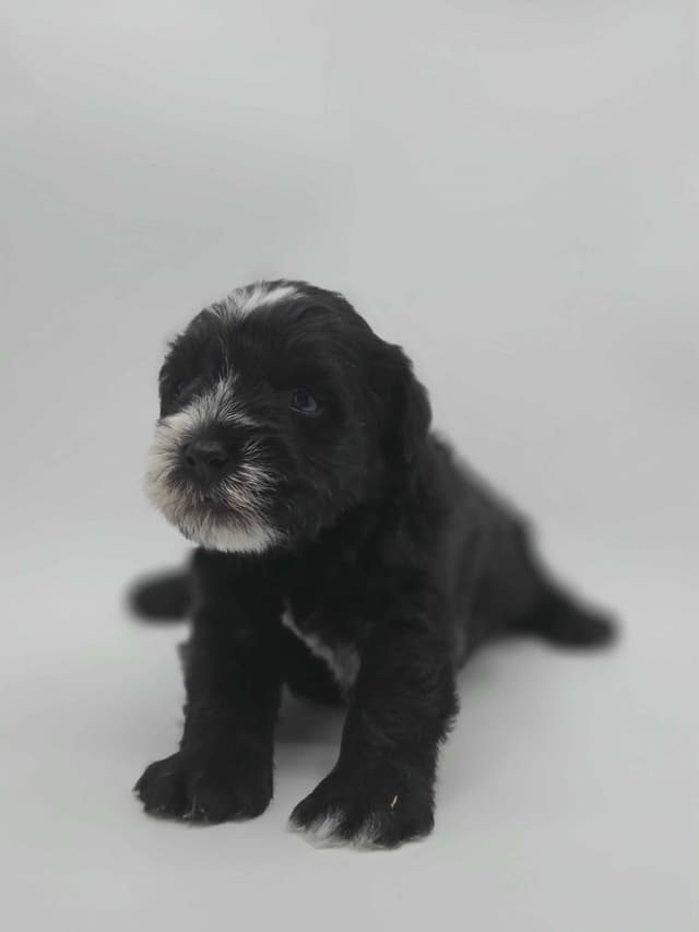 Miniature Schnauzer Puppies media 22