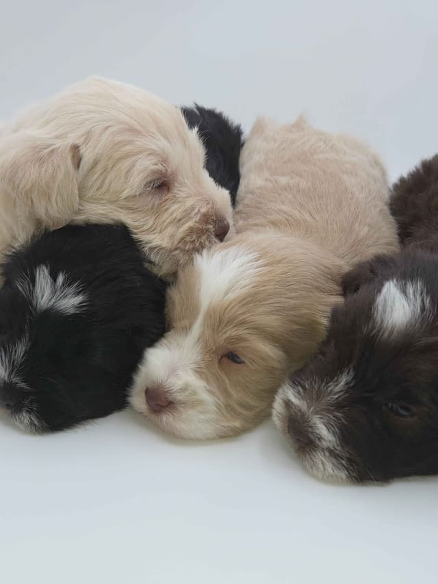 Miniature Schnauzer Puppies media 27