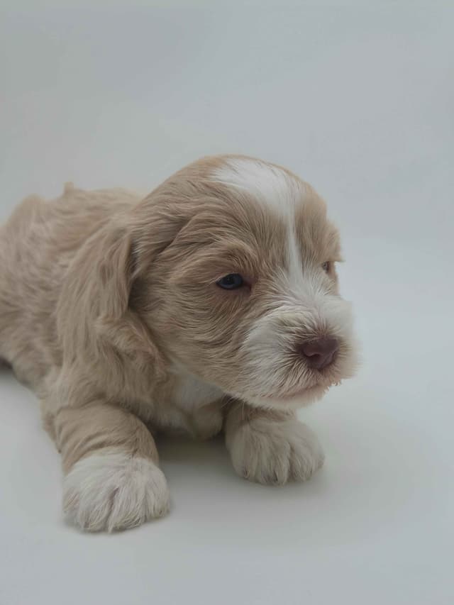 Miniature Schnauzer Puppies media 19