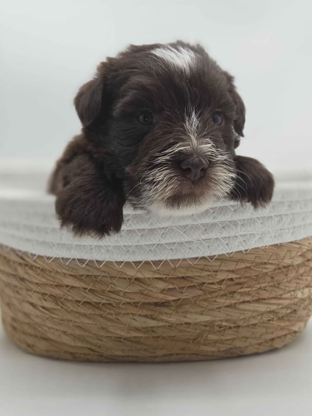 Miniature Schnauzer Puppies media 26