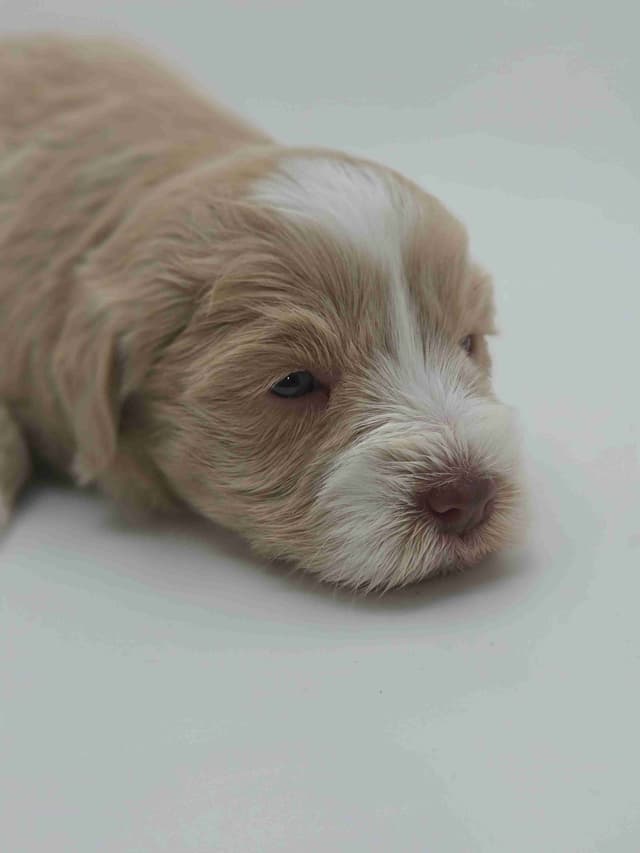 Miniature Schnauzer Puppies media 23