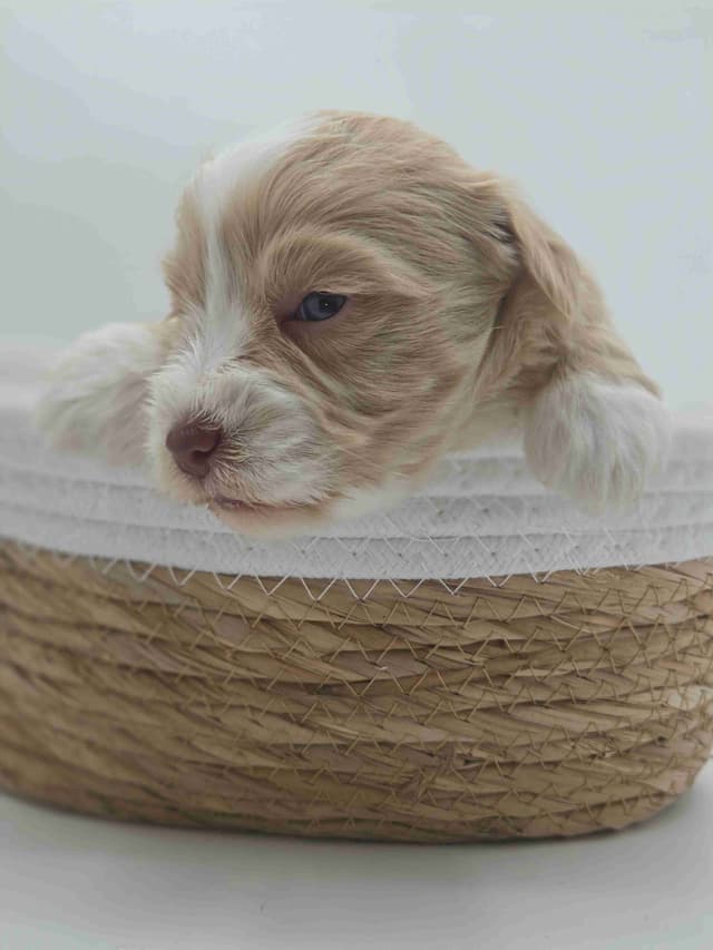 Miniature Schnauzer Puppies media 20