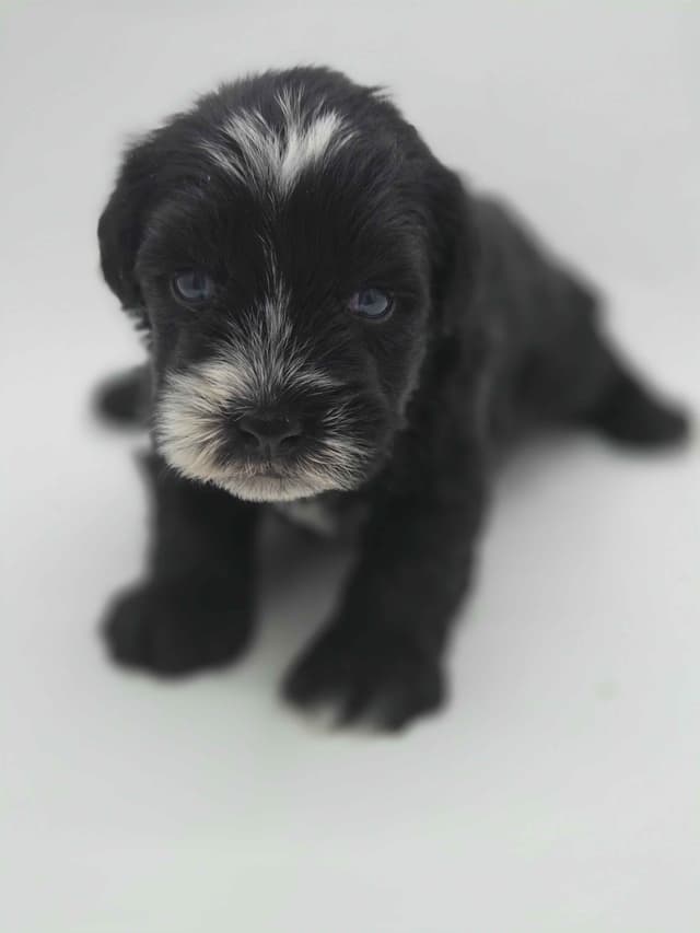 Miniature Schnauzer Puppies media 25