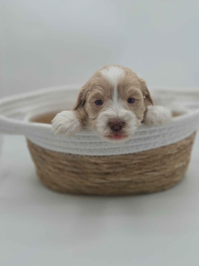 Miniature Schnauzer Puppies media 21