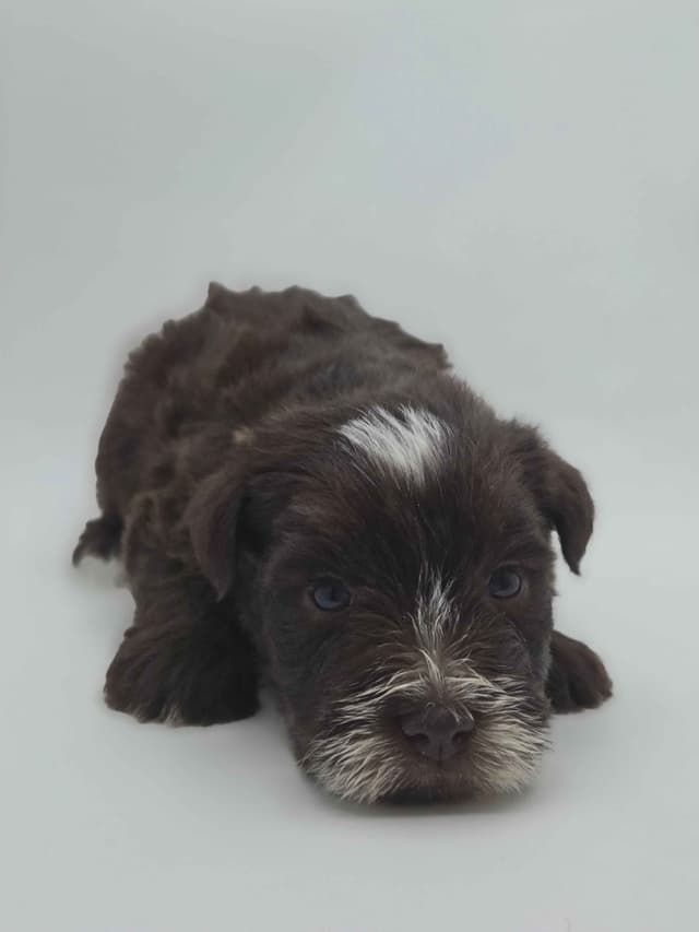 Miniature Schnauzer Puppies media 24