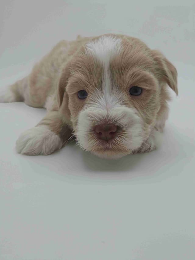 Miniature Schnauzer Puppies media 28