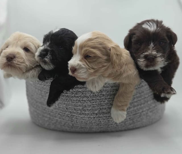 Miniature Schnauzer Puppies media 16
