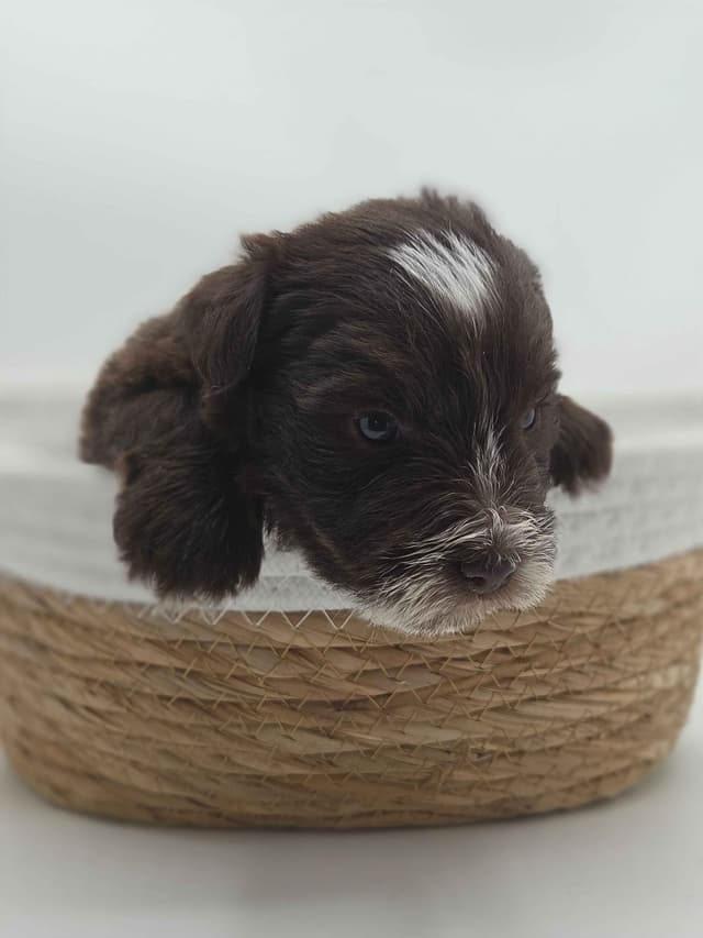 Miniature Schnauzer Puppies media 29